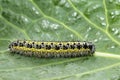 Caterpillar of small cabbage white butterfly Royalty Free Stock Photo