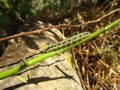 Caterpillar of a small cabbage white butterfly on a tree branch Royalty Free Stock Photo