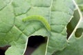 Caterpillar of the small white or small cabbage white Pieris rapae on damaged cabbage leaves. It is a serious pest.