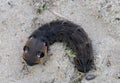 Caterpillar of sphinx moth Royalty Free Stock Photo