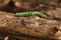 A caterpillar sphinx pinastri