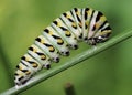 Caterpillar spinning a cocoon