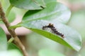 A caterpillar is spinning silk and cocooning on a leaf. Royalty Free Stock Photo