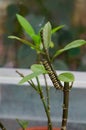 A caterpillar on a stem