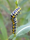 Caterpillar on the stem of a plant.