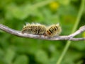 Caterpillar on a Stick Royalty Free Stock Photo