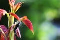 caterpillar, stick to the rose tree trunk, macro photography, bokeh background