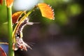 caterpillar, stick to the rose tree trunk, macro photography, bokeh background