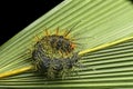 Caterpillar with stinging spines