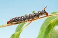 Caterpillar stretched on green twig Royalty Free Stock Photo