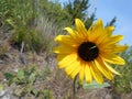 Caterpillar on Sunflower on Sandy Hook Beach. Royalty Free Stock Photo