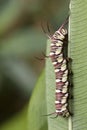 Caterpillar Super Macro Royalty Free Stock Photo