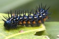 Caterpillar Super Macro Royalty Free Stock Photo