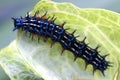 Caterpillar Super Macro Royalty Free Stock Photo