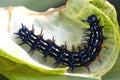 Caterpillar Super Macro Royalty Free Stock Photo