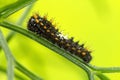 Caterpillar of the Swallow Tail Butterfly.