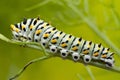 Caterpillar of the Swallow Tail Butterfly.