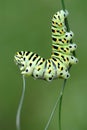Caterpillar swallowtail Royalty Free Stock Photo