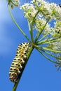 Caterpillar swallowtail Royalty Free Stock Photo