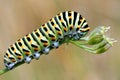 Caterpillar of swallowtail Royalty Free Stock Photo