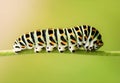 Caterpillar Swallowtail close up on a green background