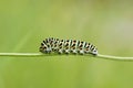 Caterpillar Swallowtail close up on a green background Royalty Free Stock Photo