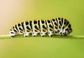 Caterpillar Swallowtail close up on a green background Royalty Free Stock Photo