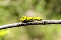 Caterpillar Swallowtail with green background