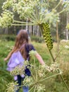 caterpillar of a swallowtail Papilio machaon on Heracleum maximum(Cow parsnip) with a person on background