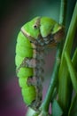 Caterpillar Royalty Free Stock Photo
