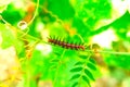Caterpillar of Tawny Caster (Acraea violae) on green branch.