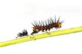 Caterpillar of Tawny Coster butterfly