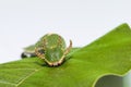 Caterpillar of Tawny Rajah butterfly