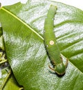 Caterpillar of Tawny Rajah butterfly