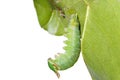 Caterpillar of Tawny Rajah butterfly hanging on leaf