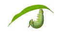 Caterpillar of Tawny Rajah butterfly before molting to pupa