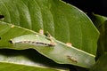 Caterpillar of Tawny Rajah butterfly with old mask