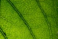 Marco photo showing the structure of a green leaf Royalty Free Stock Photo