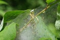 White cocoon with caterpillars on bird cherry Royalty Free Stock Photo