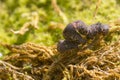 caterpillar of the tiger painting on the green moss