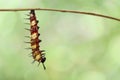 Caterpillar to chrysalis of Leopard lacewing butterfly Cethosi Royalty Free Stock Photo