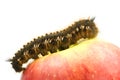 Caterpillar on the top of a red apple Royalty Free Stock Photo