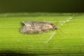 Caterpillar tortrix moth Tortricidae on leaves of corn plants.