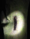 Caterpillar on the tree, Borneo jungle at night