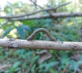 Caterpillar on a tree brach walking away