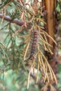 Caterpillar on a tree. Disguised pest on juniper.