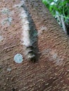 Caterpillar on tree trunk