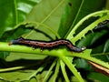 Caterpillar of the tropical butterfly Royalty Free Stock Photo