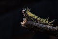 Caterpillar of a tropical butterfly, a beautiful poisonous animal