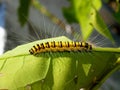 Caterpillar of the tropical butterfly, Vietnam